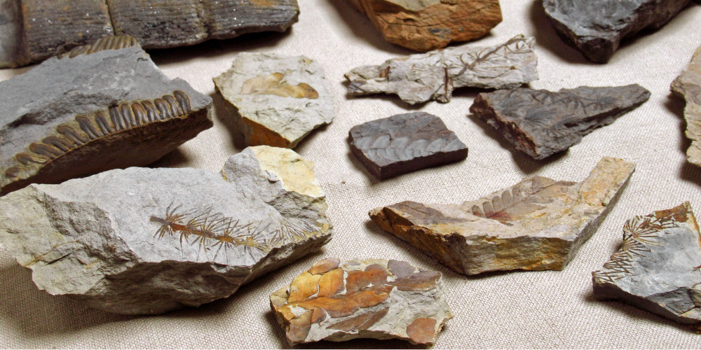Colección de fósiles del Aula Geológica Robles de Laciana